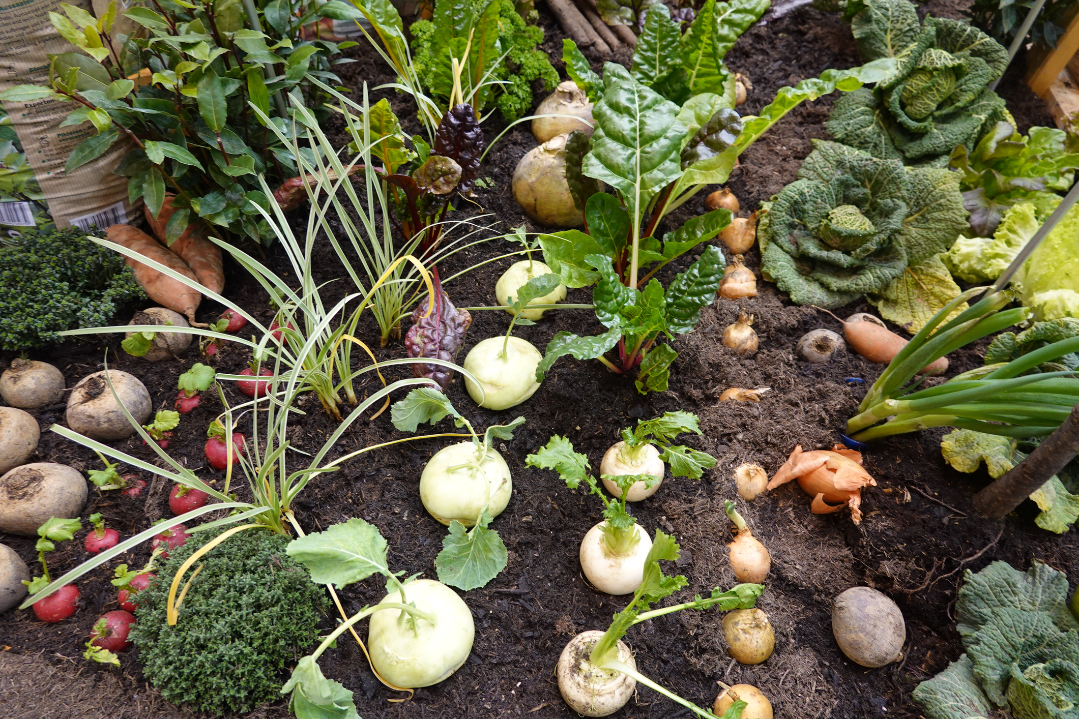 many crops together, association of crops in the vegetable garden, turnips, onions, chard, cabbage... Course lising