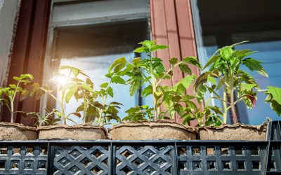 17th November: Eastham Patch Opening